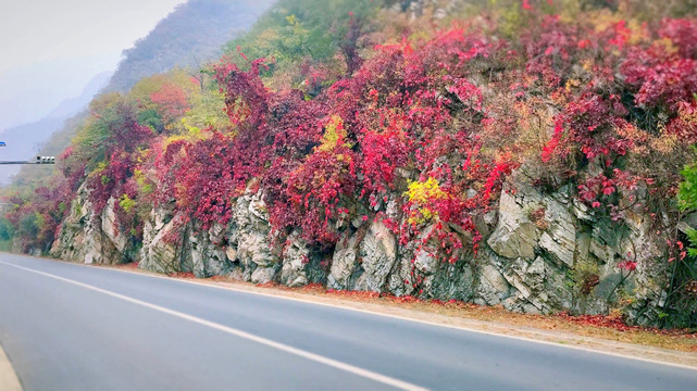 岩石上花草