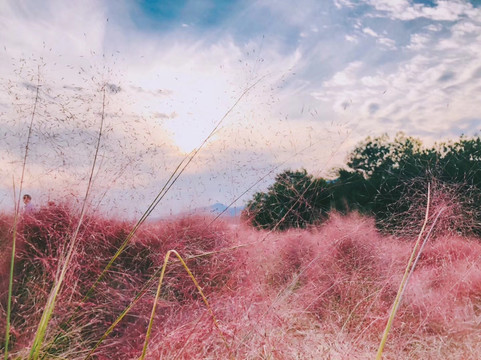 花海