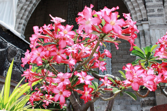 花