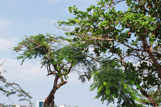 越南占婆塔那儿的树