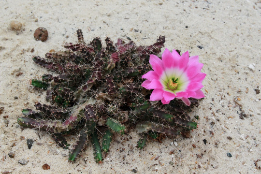 仙人掌开花