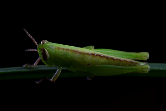 蝗虫