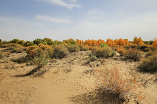 沙漠植物沙柳