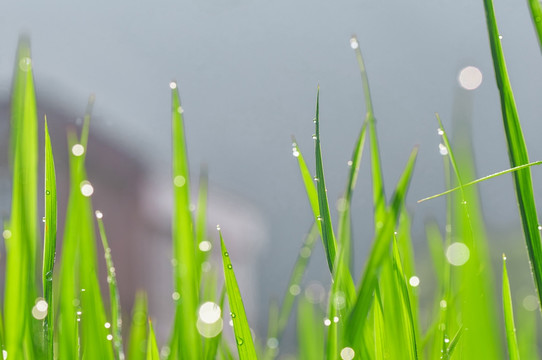 雨后麦田景观