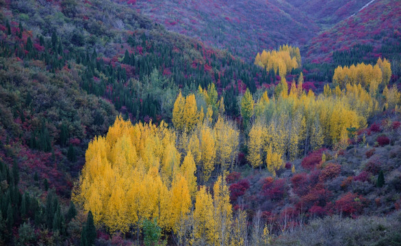 多彩山谷美丽秋天