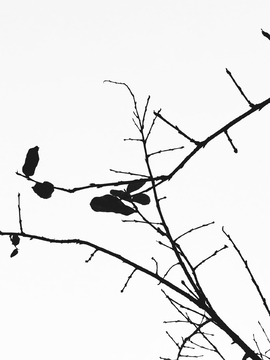 水墨树枝