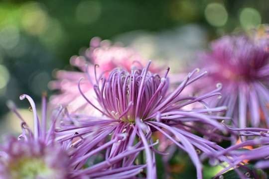 紫色粉色菊花