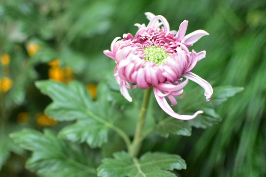 菊花