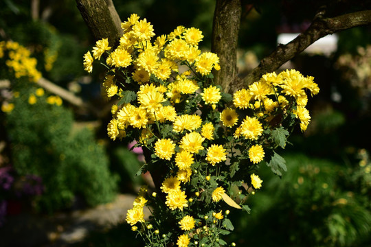 菊花
