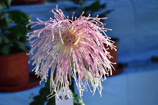 菊花风车