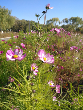 格桑花