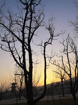 夕阳下的枯树