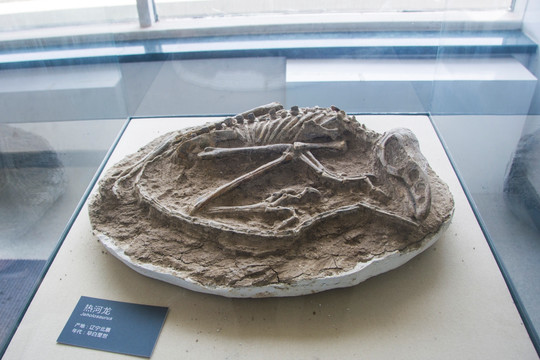 早白垩纪化石热河龙