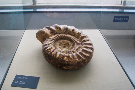 早侏罗纪化石海胆菊石