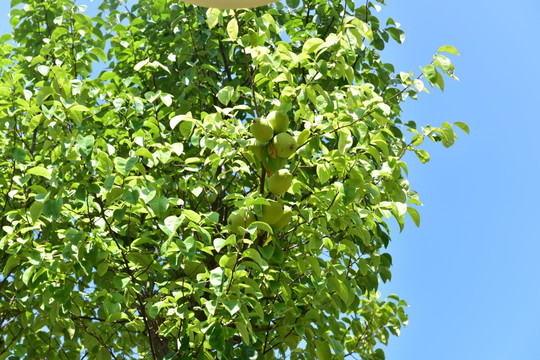 香木瓜树