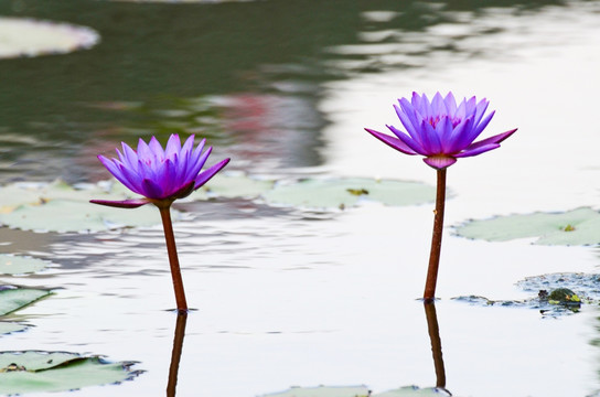 池塘中的莲花