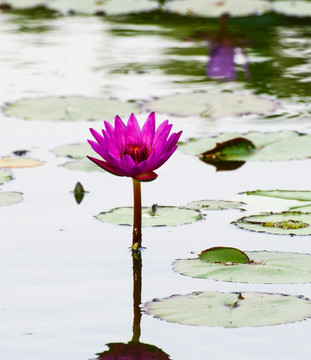 莲花花苞