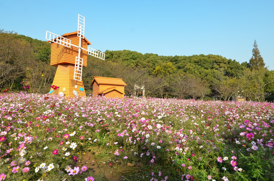 格桑花海