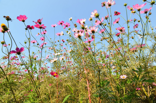 格桑花海