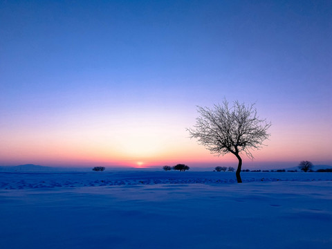 傍晚雪原一棵树