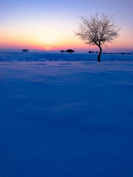 冬季傍晚一棵树
