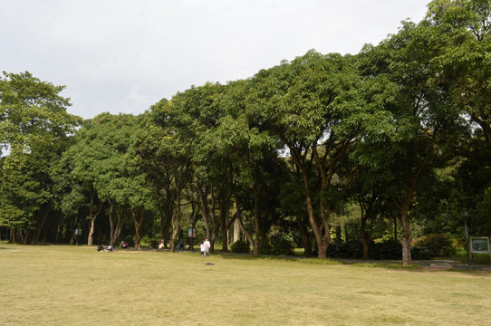 草坪一排绿树