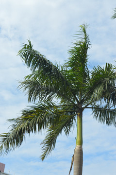 棕榈树蓝天白云
