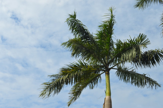 棕榈树树木