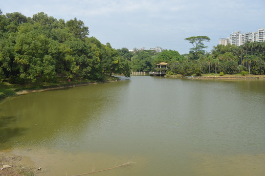 平静的湖泊水面绿化树
