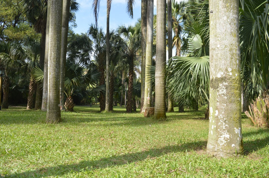 棕榈树与绿草地