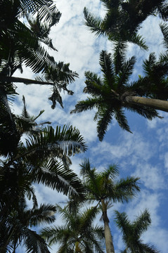 棕榈科树木天空
