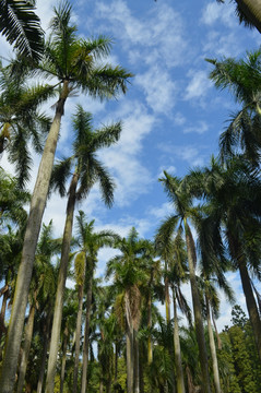 高高的棕榈树蓝天白云风景