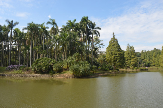 棕榈树平静的湖泊水面