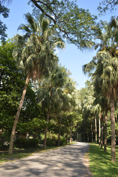 棕榈科树木绿化道路