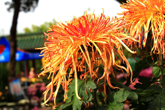 菊花