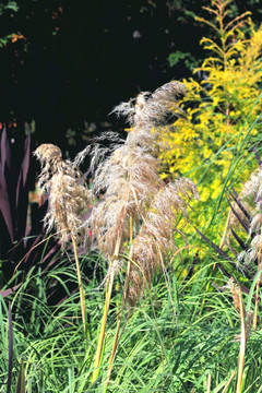芦苇