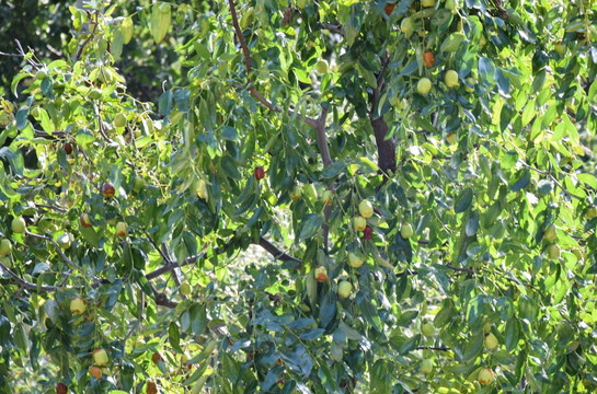 挂满果实的枣树