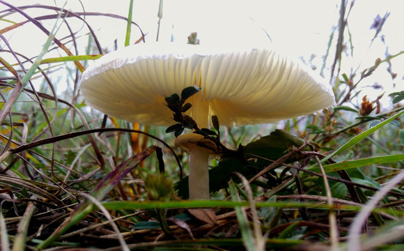 新鲜的野生蘑菇