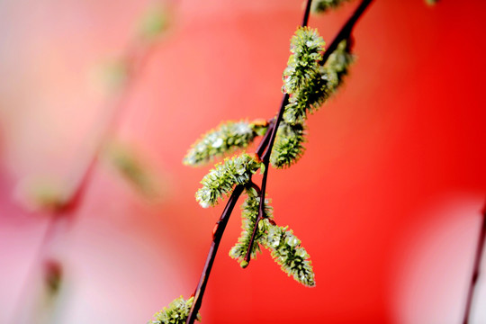 雨中枝条