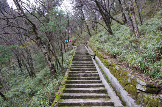 陕西镇安木王国家森森林公园