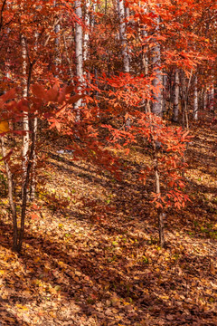红叶秋色白桦树林自然景观11