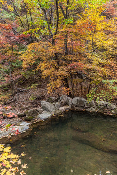 红叶岩石小河水水塘自然景观51