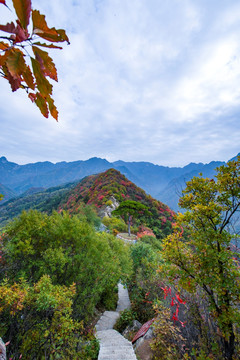 翠华山