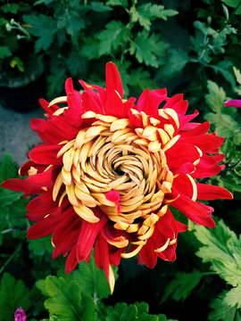 菊花