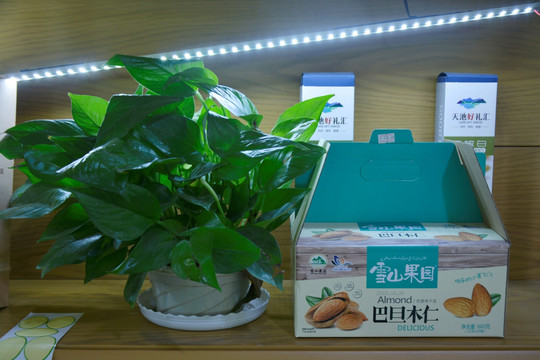 绿植