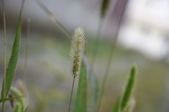 狗尾巴花