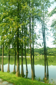 湖边上一排树木