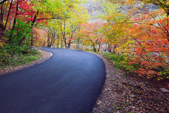 蒲石河秋色林荫路