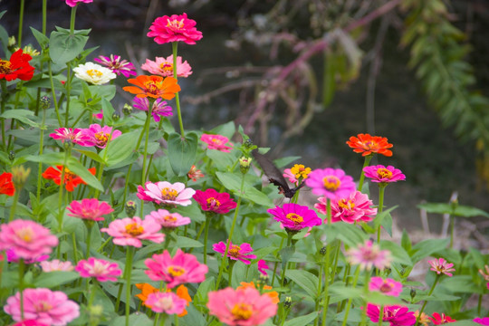 百日菊