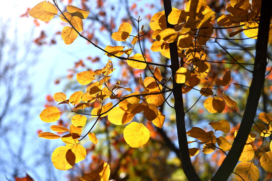 秋天的黄栌